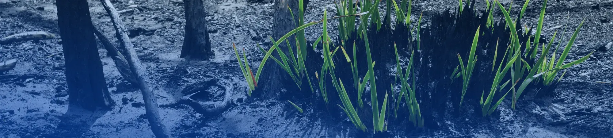 grass growing out of charred ground