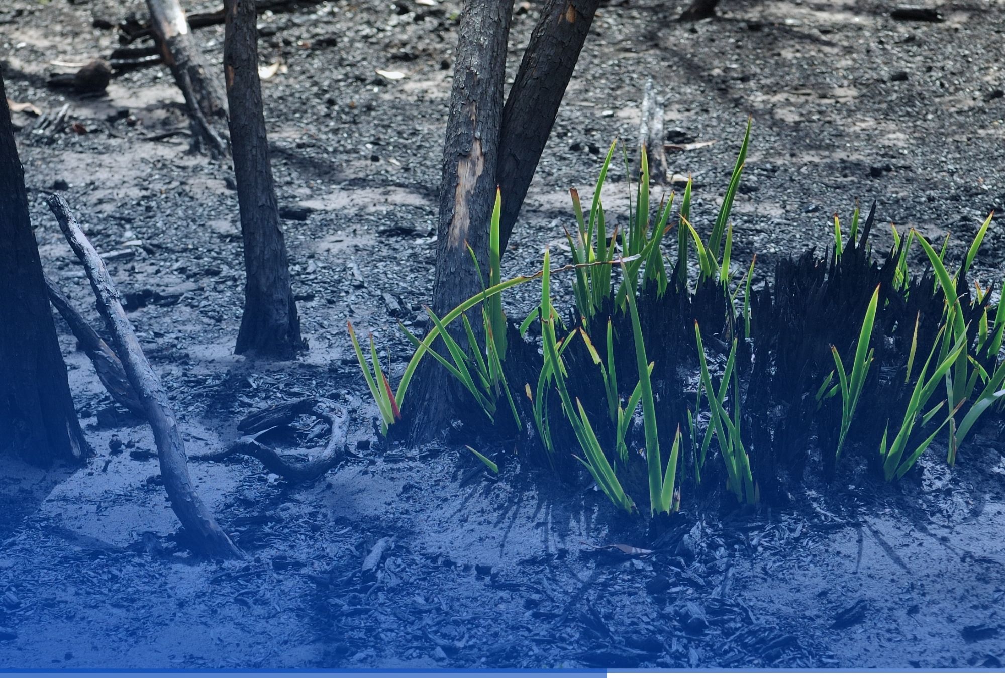 Grass grows out of charred ground